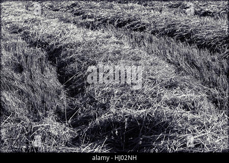 Prairie avec de l'herbe tondue, sec note faible profondeur de champ Banque D'Images