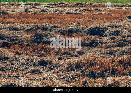 Prairie avec de l'herbe tondue, sec note faible profondeur de champ Banque D'Images