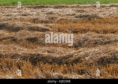 Prairie avec de l'herbe tondue, sec note faible profondeur de champ Banque D'Images