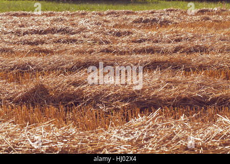 Prairie avec de l'herbe tondue, sec note faible profondeur de champ Banque D'Images