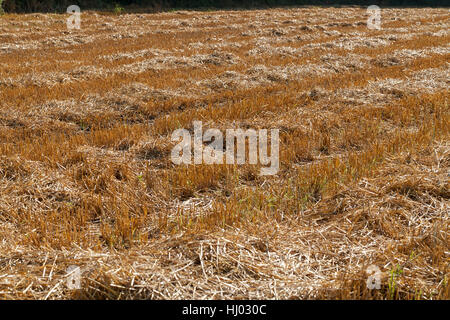 Prairie avec de l'herbe tondue, sec note faible profondeur de champ Banque D'Images