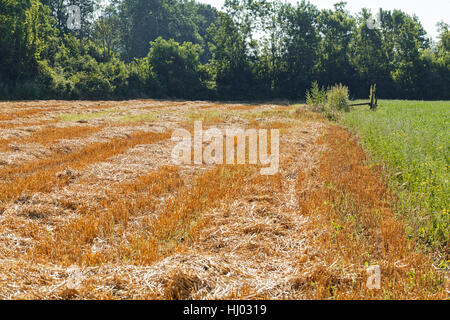 Prairie avec de l'herbe tondue, sec note faible profondeur de champ Banque D'Images