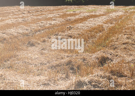 Prairie avec de l'herbe tondue, sec note faible profondeur de champ Banque D'Images