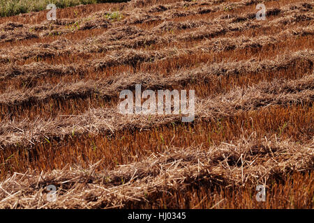 Prairie avec de l'herbe tondue, sec note faible profondeur de champ Banque D'Images