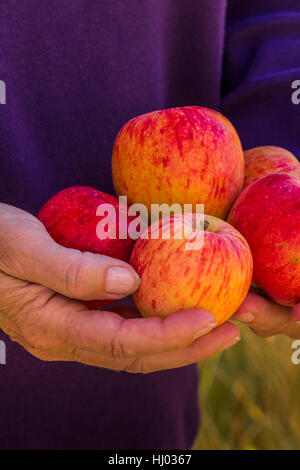 Les pommes provenant d'un vieux arbre homestead à Lower Lehman Creek Campground dans le Parc National du Grand Bassin, Nevada, USA Banque D'Images