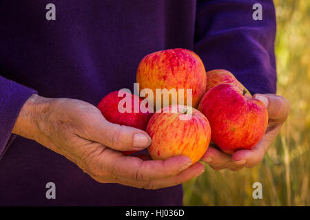 Les pommes provenant d'un vieux arbre homestead à Lower Lehman Creek Campground dans le Parc National du Grand Bassin, Nevada, USA Banque D'Images