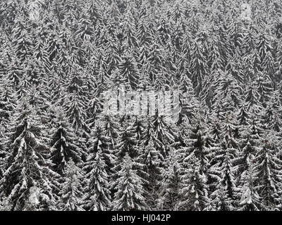 L'hiver, blanc, européen, de race blanche, des forêts de conifères, les conifères, les sapins, la neige, Banque D'Images