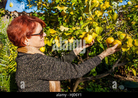 Woman picking citrons Banque D'Images