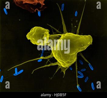 La phagocytose des macrophages alvéolaires de E. coli (cavité pleurale poumon mammifère), couleur de l'analyse des électrons Microphotographie (SEM). Remarque Le court a macrophage filopodes qui s'étendent de la cellule et de l'aide dans la recherche de bactéries pour la phagocytose. Un macrophage tissulaire est une grande maturité, qui phagocyte peut ingérer et détruire les microbes envahisseurs, de particules étrangères ou cancéreuses, les cellules malades et de débris cellulaires. (Lung alveolar macrophages cavité pleurale) font partie de la système réticulo-endothélial. Agrandissement : x925 lorsque l'axe le plus court imprimé à 25 millimètres. Banque D'Images