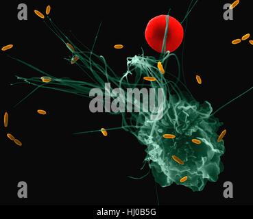 La phagocytose des macrophages alvéolaires de E. coli, couleur de l'analyse des électrons Microphotographie (SEM). Un globule rouge est proche de la filopodes des macrophages pulmonaires mammifère (cavité pleurale). Remarque Le court a macrophage filopodes qui s'étendent de la cellule et de l'aide dans la recherche de bactéries pour la phagocytose. Un macrophage tissulaire est une grande maturité, qui phagocyte peut ingérer et détruire les microbes envahisseurs, de particules étrangères ou cancéreuses, les cellules malades et de débris cellulaires. (Lung alveolar macrophages cavité pleurale) font partie de la système réticulo-endothélial. Agrandissement : x875 lorsque l'axe le plus court imprimé à 25 millimètres. Banque D'Images