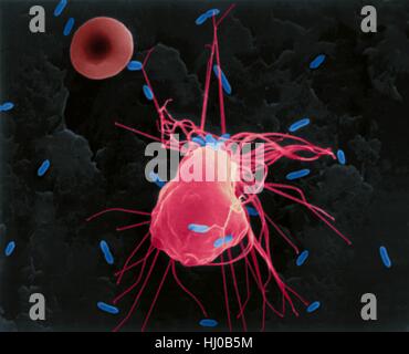 La phagocytose des macrophages alvéolaires de E. coli, couleur de l'analyse des électrons Microphotographie (SEM). Un globule rouge est dans la périphérie (cavité pleurale poumon mammifère). Remarque Le court a macrophage filopodes qui s'étendent de la cellule et de l'aide dans la recherche de bactéries pour la phagocytose. Un macrophage tissulaire est une grande maturité, qui phagocyte peut ingérer et détruire les microbes envahisseurs, de particules étrangères ou cancéreuses, les cellules malades et de débris cellulaires. (Lung alveolar macrophages cavité pleurale) font partie de la système réticulo-endothélial. Agrandissement : x825 lorsque l'axe le plus court imprimé à 25 millimètres. Banque D'Images