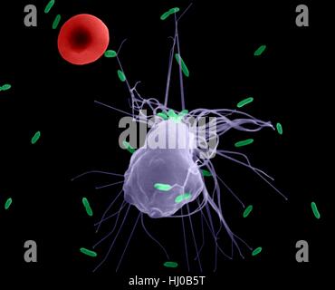 La phagocytose des macrophages alvéolaires de E. coli, couleur de l'analyse des électrons Microphotographie (SEM). Un globule rouge est dans la périphérie (cavité pleurale poumon mammifère). Remarque Le court a macrophage filopodes qui s'étendent de la cellule et de l'aide dans la recherche de bactéries pour la phagocytose. Un macrophage tissulaire est une grande maturité, qui phagocyte peut ingérer et détruire les microbes envahisseurs, de particules étrangères ou cancéreuses, les cellules malades et de débris cellulaires. (Lung alveolar macrophages cavité pleurale) font partie de la système réticulo-endothélial. Agrandissement : x825 lorsque l'axe le plus court imprimé à 25 millimètres. Banque D'Images