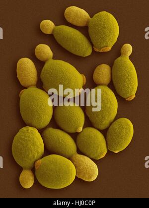 Couleur de l'analyse des électrons Microphotographie (SEM) d'Komagataella phaffii Komagataella - Levure méthylotrophes.phaffii est nouvellement identifié que la levure a du méthanol, de l'assimilation de capabilities.Il peut utiliser le méthanol comme seule source de carbone lorsque le glycérol ou le glucose n'est pas trouvé comme source de nourriture.illustré entendre sont la levure Banque D'Images