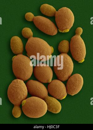 Couleur de l'analyse des électrons Microphotographie (SEM) d'Komagataella phaffii Komagataella - Levure méthylotrophes.phaffii est nouvellement identifié que la levure a du méthanol, de l'assimilation de capabilities.Il peut utiliser le méthanol comme seule source de carbone lorsque le glycérol ou le glucose n'est pas trouvé comme source de nourriture.illustré entendre sont la levure Banque D'Images