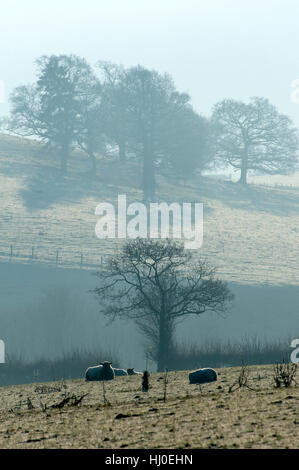 Builth Wells, Powys, Wales, UK. 21 janvier 2017. Les gens d'un très froid et frosty matin dans le petit bourg de Builth Wells dans Powys, Pays de Galles, Royaume-Uni. © Graham M. Lawrence/Alamy Live News Banque D'Images