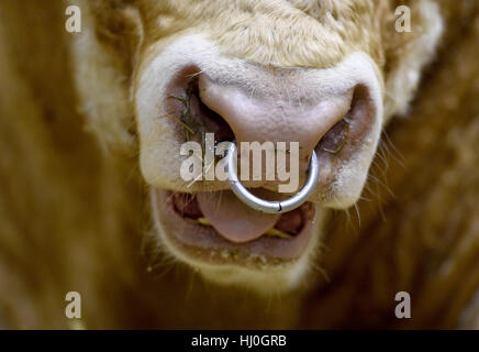 Berlin, Allemagne. 21 Jan, 2017. 'Un' Uckermaerker vache dans le Hall des animaux à la Semaine verte à Berlin, Allemagne, 21 janvier 2017. Photo : Rainer Jensen/dpa/Alamy Live News Banque D'Images