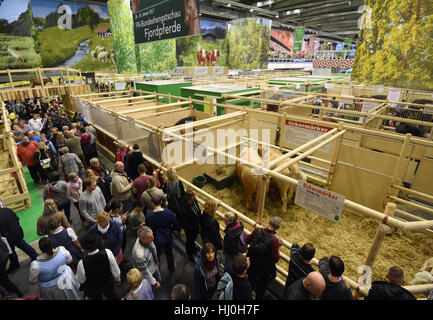 Berlin, Allemagne. 21 Jan, 2017. De nombreux visiteurs dans le Hall des animaux à la Semaine verte à Berlin, Allemagne, 21 janvier 2017. Photo : Rainer Jensen/dpa/Alamy Live News Banque D'Images