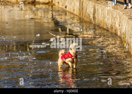 Frensham Little Pond, Farnham, Surrey, Royaume-Uni. 21 janvier 2017. Un mignon petit chien dans un manteau rouge brave les eaux glacées dans le lac gelé sur une froide journée exceptionnellement Janvier Crédit : Graham Prentice/Alamy Live News Banque D'Images