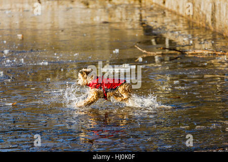 Frensham Little Pond, Farnham, Surrey, Royaume-Uni. 21 janvier 2017. Un mignon petit chien dans un manteau rouge brave les eaux glacées et les éclaboussures, par le gel lac sur une froide journée exceptionnellement Janvier Crédit : Graham Prentice/Alamy Live News Banque D'Images