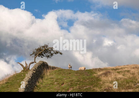 Deux moutons écrasés sous un ciel dramatique sur le mur d'Hadrien, Chemin, près de Bogle Hole et falaises d'essuie Banque D'Images