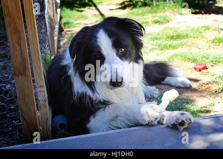 Un mâle, de 1 an border collie avec un os à mâcher, l'air réfléchi Banque D'Images