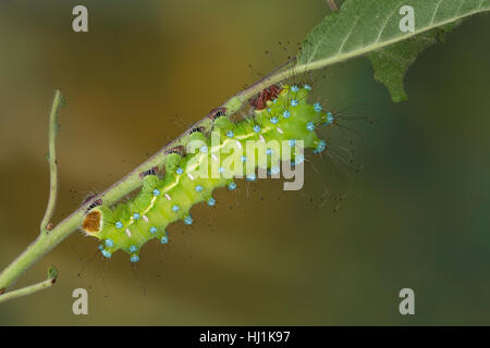 Großes Nachtpfauenauge Nachtpfauenauge, Wiener, Saturnia pyri, Raupe, Grand Papillon Empereur, Giant Peacock Moth, Great Peacock Moth, Empereur géant papillon, Banque D'Images