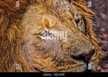 Fine art portrait d'un seul partie isolée de la tête de lion de couleur brun-doré et blanc avec des détails fins et une texture prise en Afrique du Sud Banque D'Images