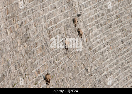 Barrage sur le Bouquetin des Alpes (Capra ibex), mâle juvénile Banque D'Images