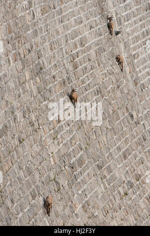 Barrage sur le Bouquetin des Alpes (Capra ibex), randonnée pédestre et lécher le sel Banque D'Images