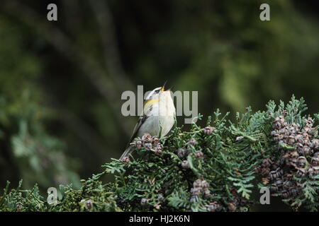 (Regulus ignicapillus Firecrest commune) - un mâle chanteur sur un sapin dans un jardin de banlieue Norfolk Banque D'Images