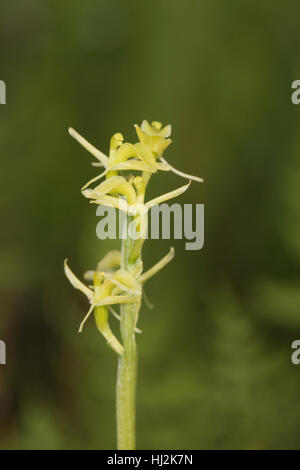 Orchidée Liparis loeselii (fen), une plante rare qui se développe dans un fenland saturés dans les Norfolk Broads Banque D'Images