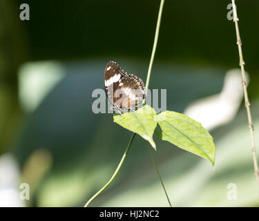 Tiger longwing (papillon Heliconius hecale) Banque D'Images