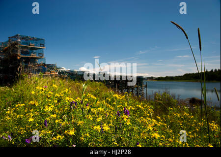 Un champ de fleurs sauvages jaune et violet en face de piles de casiers à homard sur une journée ensoleillée. Banque D'Images