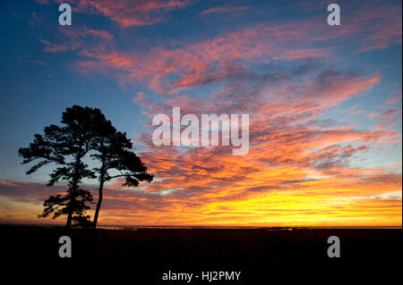 Un superbe lever du soleil s'allume de nombreux nuages colorés avec de grands pins au premier plan. Banque D'Images