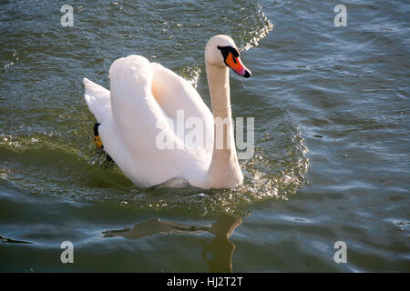 Wild Swan flottant dans l'eau claire comme du cristal Banque D'Images