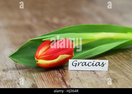 Gracias (ce qui signifie merci en espagnol) en rouge et jaune tulipe sur bois rustique Banque D'Images