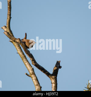 Le Troglodyte mignon (Troglodytes troglodytes) perché sur une branche contre le ciel bleu Banque D'Images