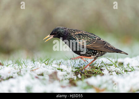 Étourneau sansonnet (Sturnus vulgaris ) danser sur la neige au sol, avoir froid aux pieds, dans l'herbe, début de l'hiver, funny shot. Banque D'Images