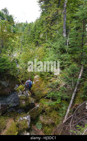 Ice Gulch - Un goût de glace le long du chemin du ravin de Randolph, New Hampshire pendant les mois d'été. Banque D'Images