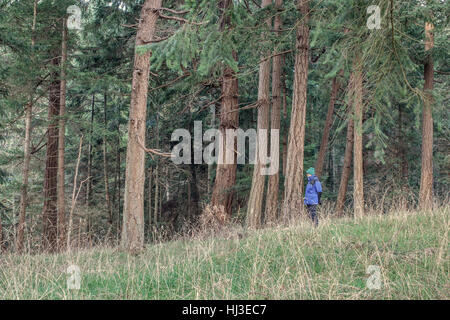 Un homme vêtu de bleu, de l'âge de 61 ans, semble minuscule debout à la lisière d'une forêt de sapin Douglas en hiver, sur l'île Gabriola (Colombie-Britannique). Banque D'Images