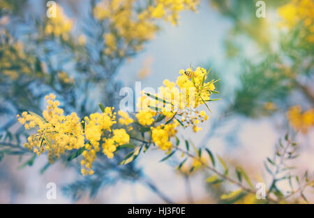 L'Australie en hiver et au printemps, les fleurs sauvages jaune doré Acacia Banque D'Images