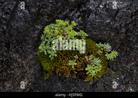 Les jeunes sur le stonecrop vert pierre humides dans la nature, remarque profondeur de champ Banque D'Images