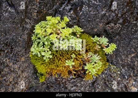 Les jeunes sur le stonecrop vert pierre humides dans la nature, remarque profondeur de champ Banque D'Images