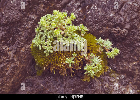 Les jeunes sur le stonecrop vert pierre humides dans la nature, remarque profondeur de champ Banque D'Images