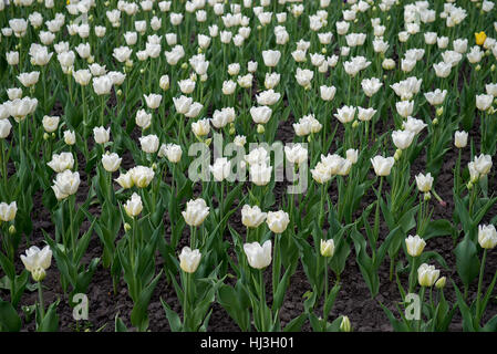 De plus en plus et de tulipes blanches feuilles un Banque D'Images
