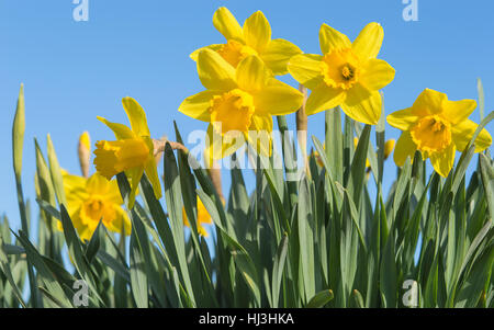 Fleurs jaune vif lumineux jonquilles fleurissent sur le printemps ensoleillé meadow contre ciel bleu serein Banque D'Images