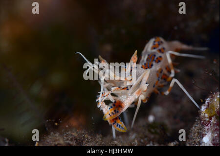 Underwater photo en gros plan de la tortue-translucide de couleur magnifiquement crevettes tigrées (Phyllogathia ceratophthalmus) Banque D'Images