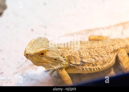 Le centre de dragon barbu, (Pogona vitticeps) sur le terrain Banque D'Images