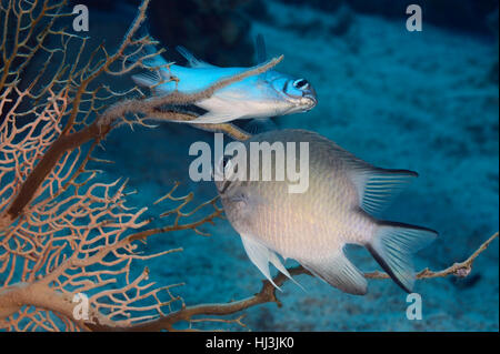 Photo sous-marine de deux demoiselles ventre blanc (Amblyglyphidodon leucogaster) pondre sur les branches de gorgones gorgones. Banque D'Images