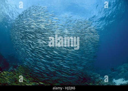 Photo sous-marine de l'école de sériole énormes barracudas (Sphyraena flavicauda) au-dessus de l'école de Rouge-barbet près de coral reef Banque D'Images